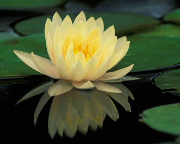 孩子嘴巴丑舌苔厚白怎么办