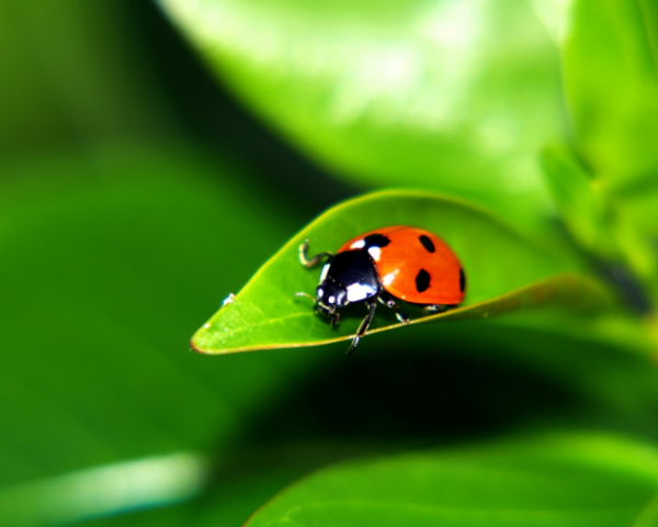 脾虚会导致鼻涕多嘛怎么办，调理脾胃熬中药方法有哪些