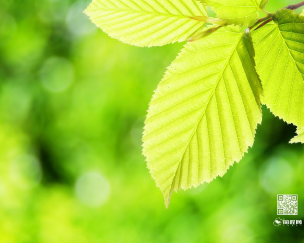 Mac系统的介绍(详细介绍详解)