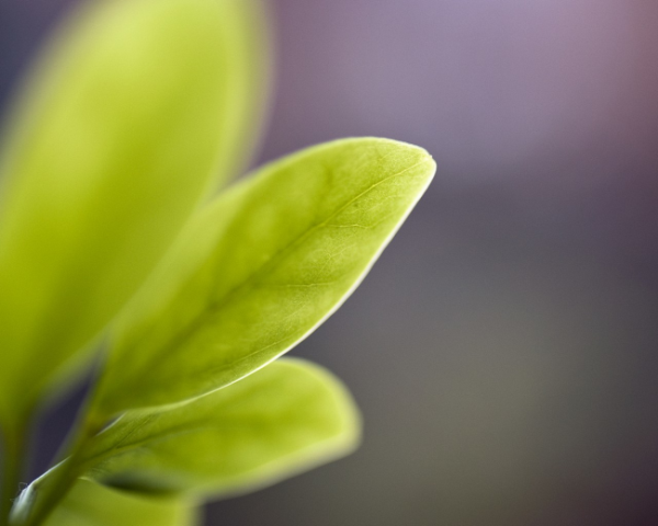 小孩感冒时舌苔厚白怎么办，护肝健脾胃中药方