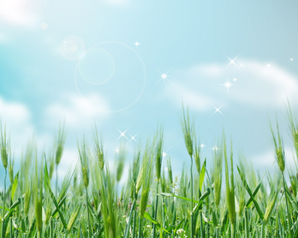 邵振才，网络恋爱游戏