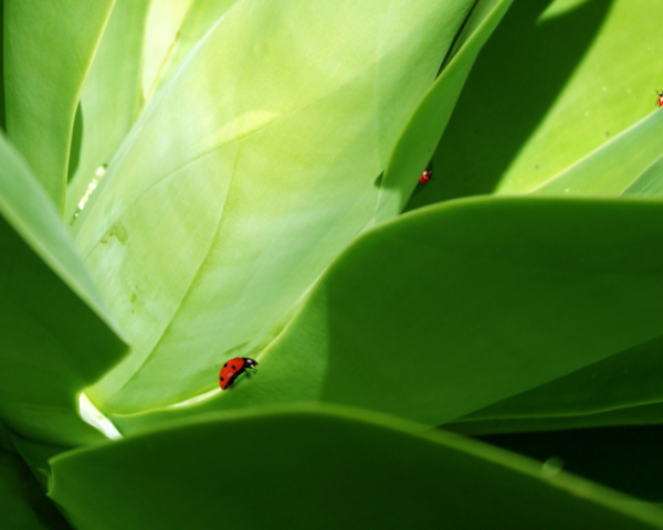 幼儿舌苔又厚又白怎么办啊