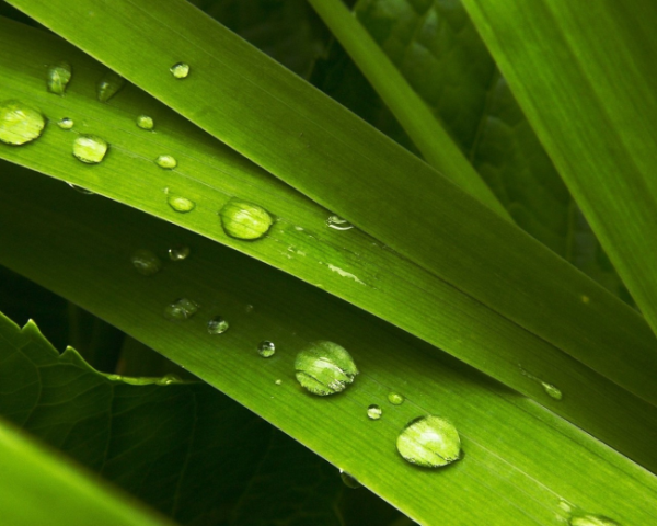 孕妇吃什么水果降血压