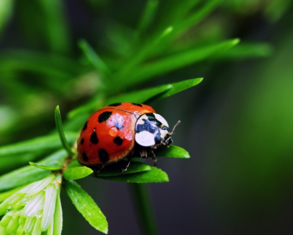 两岁宝宝的舌苔厚白怎么办