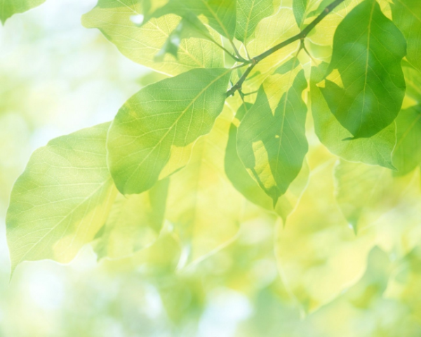 女性向rpg游戏是什么，可以玩男角色的女性向游戏