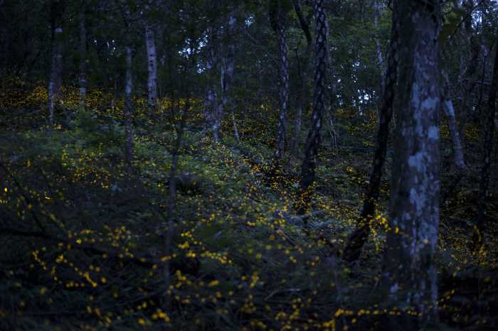 舌苔厚白烂怎么办