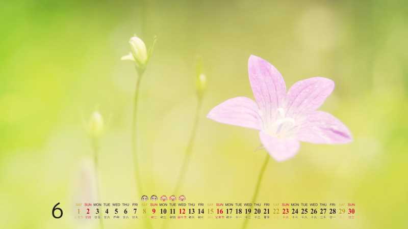 分层服务提供者(LSP)