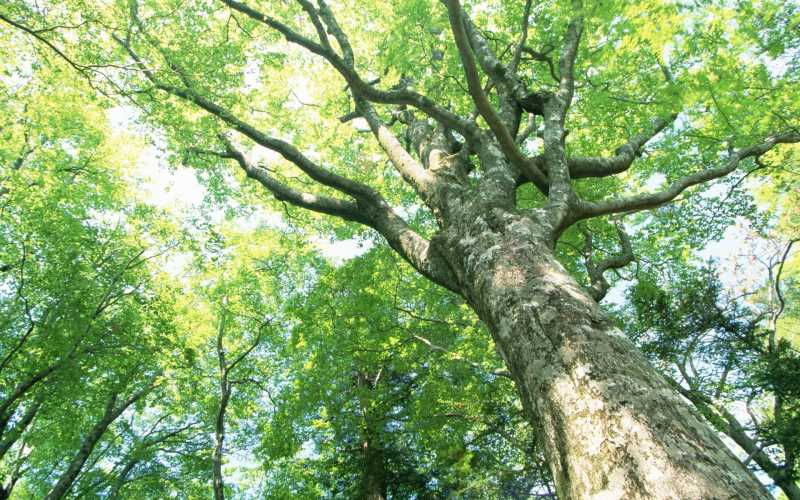 脾虚干呕便秘怎么办呢吃什么