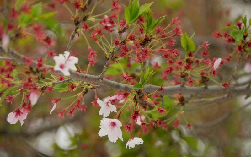 脾胃虚妇科炎症，中药方剂